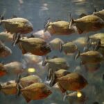 Tội hủy hoại nguồn lợi thủy sản theo Điều 242 BLHS 2015