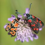 Tội nhập khẩu, phát tán các loài ngoại lai xâm hại (Điều 246)