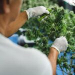 Tội trồng cây thuốc phiện, cây côca, cây cần sa hoặc các loại cây khác có chứa chất ma túy