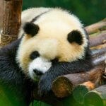 Tội vi phạm quy định về bảo vệ động vật nguy cấp, quý, hiếm