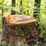 Tội vi phạm quy định về khai thác, bảo vệ rừng và lâm sản