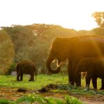 Tội vi phạm quy định về quản lý khu bảo tồn thiên nhiên