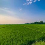 Việt kiều có được mua, đứng tên đất nông nghiệp không?